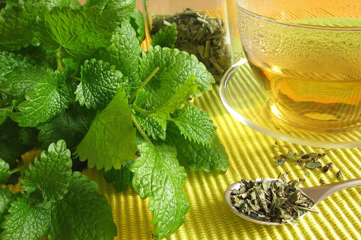 Lemon Balm Tea